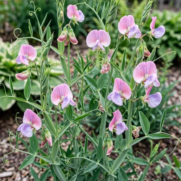 Lathyrus odoratus 'Enchante'
