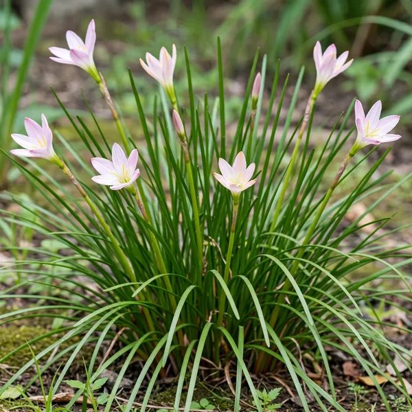Zephyranthes moctezumae
