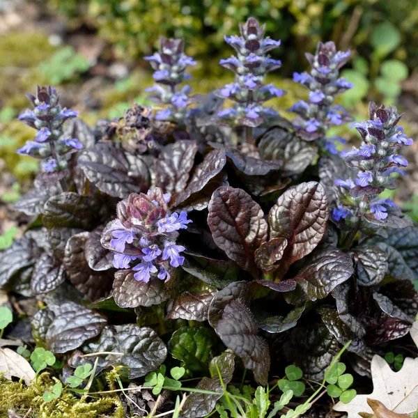 Ajuga pyramidalis 'Metallica Crispa Purpurea'