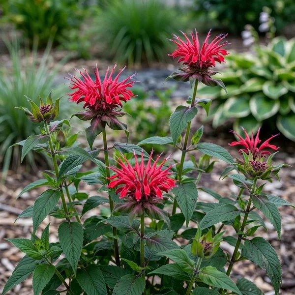 Monarda didyma 'Sugar Buzz Cherry Pops'