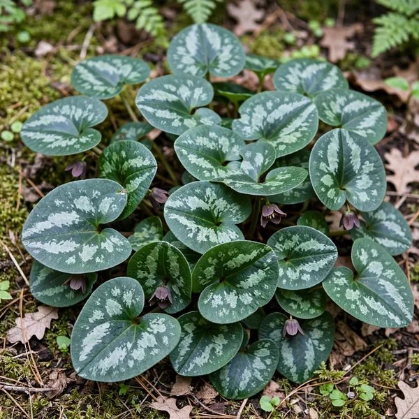 Asarum fauriei 'Galaxy'