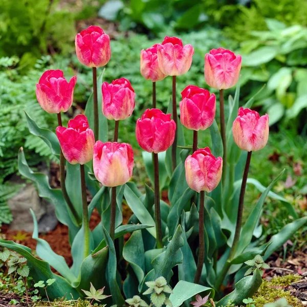 Tulipa x hybrida 'Gander'