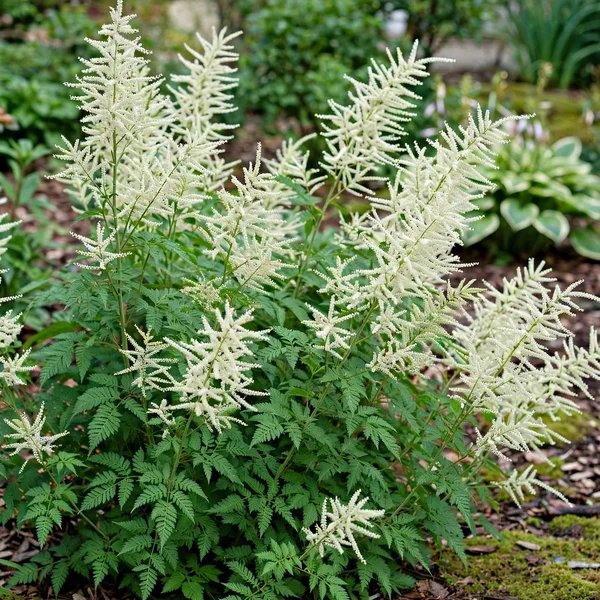 Aruncus dioicus 'Fairy Hair'