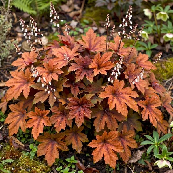 Heucherella x hybrida 'Pumpkin Spice'
