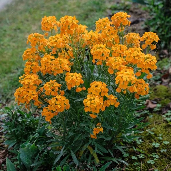 Erysimum x marshallii