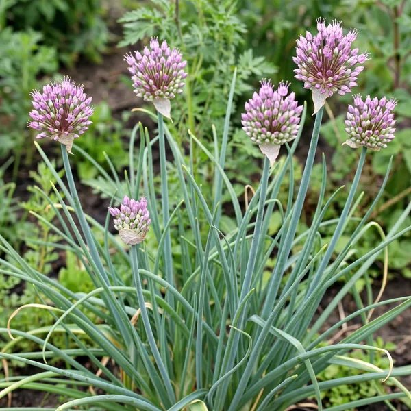 Allium ascalonicum