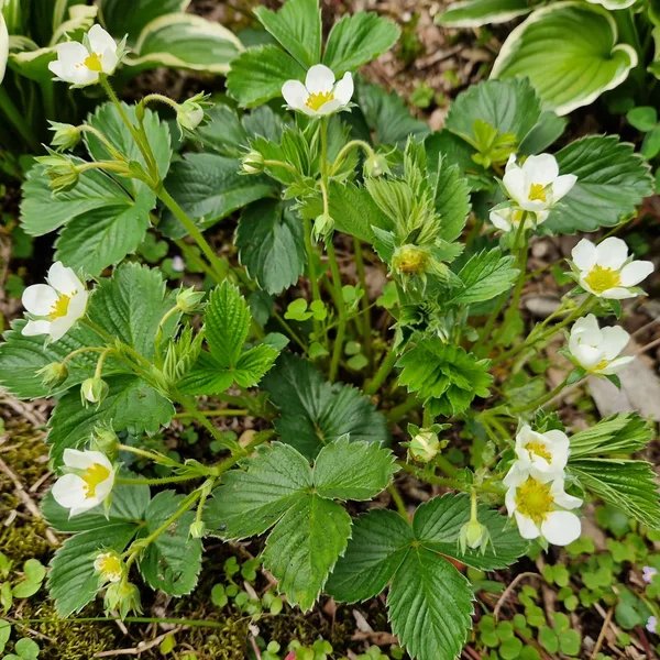 Fragaria x ananassa 'Pineberry Pair'
