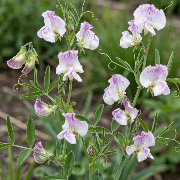 Lathyrus odoratus 'Pulsar'