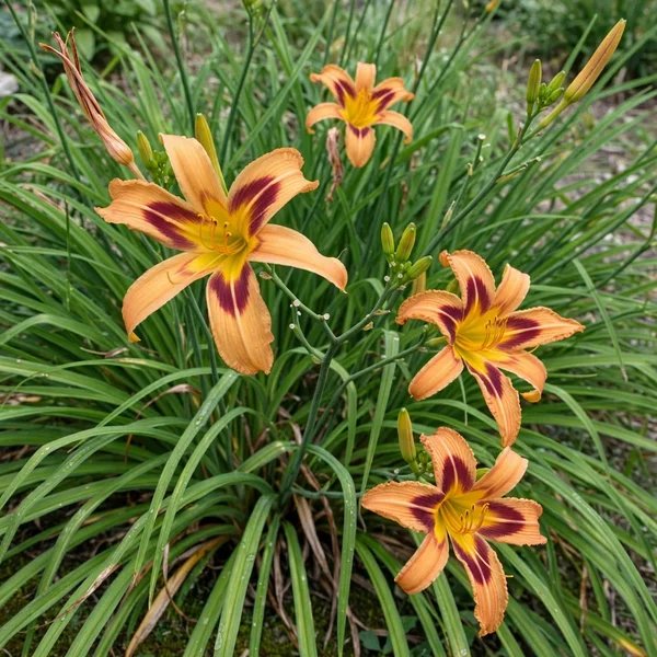 Hemerocallis x hybrida 'Nashville Star'
