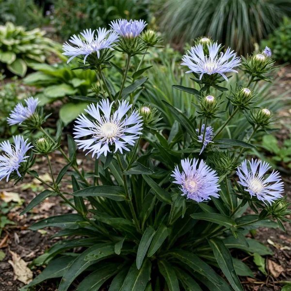 Stokesia laevis 'Omega Skyrocket'