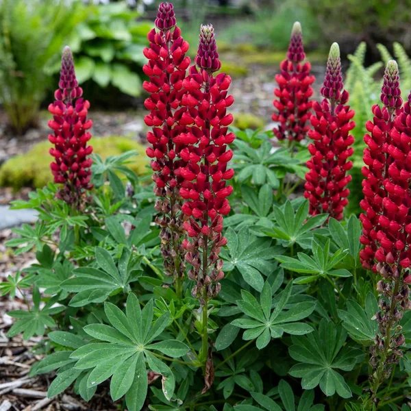 Lupinus polyphyllus 'My Castle'