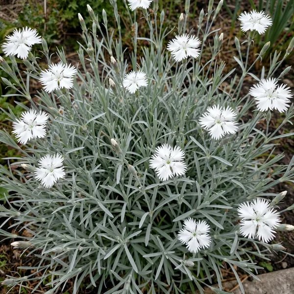Dianthus plumarius 'Alba'