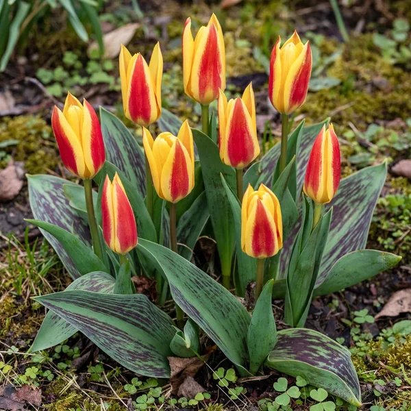Tulipa x hybrida 'Giuseppe Verdi'