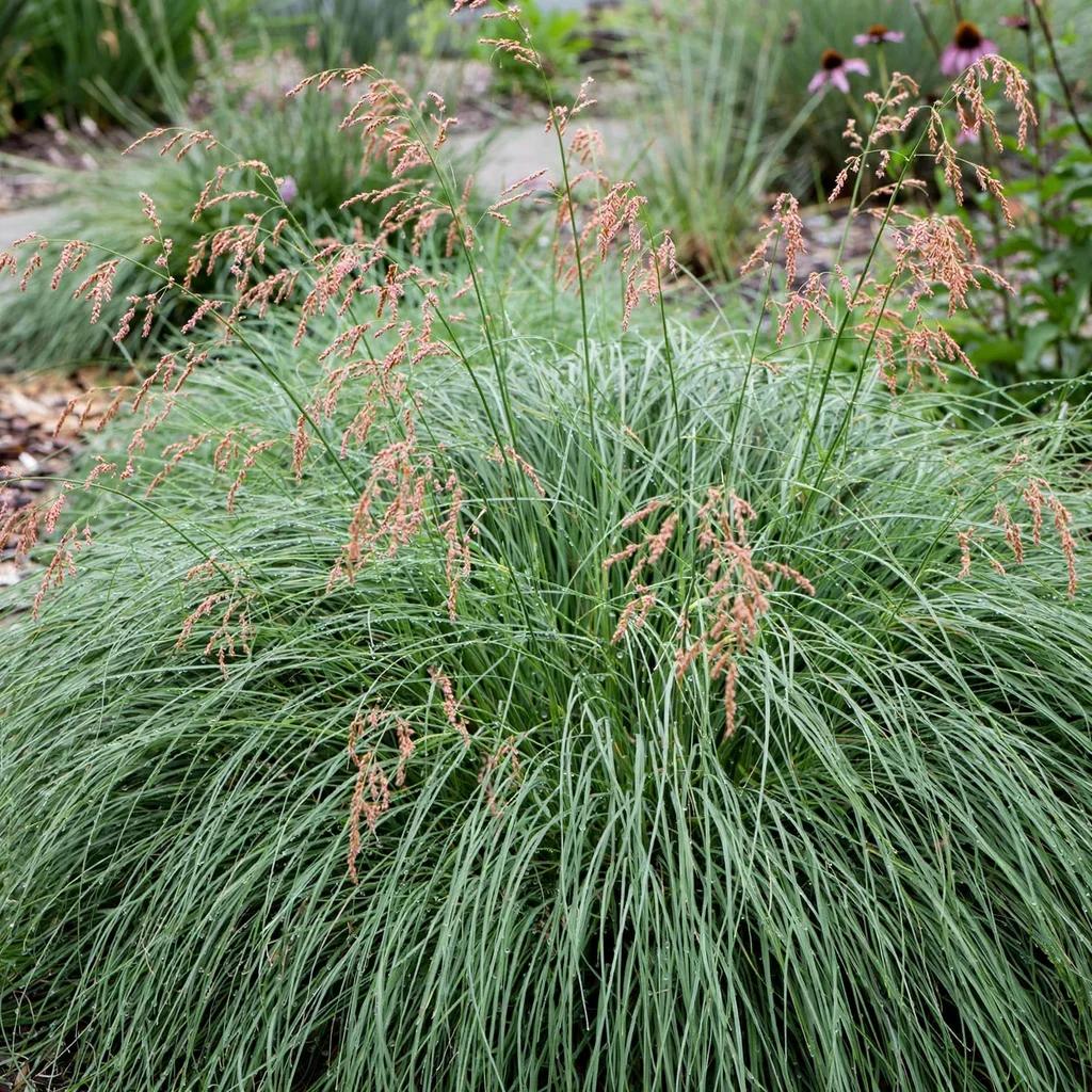 Dropseed