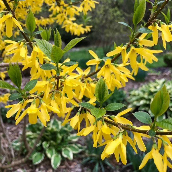 Forsythia x intermedia 'Lynwood Gold'