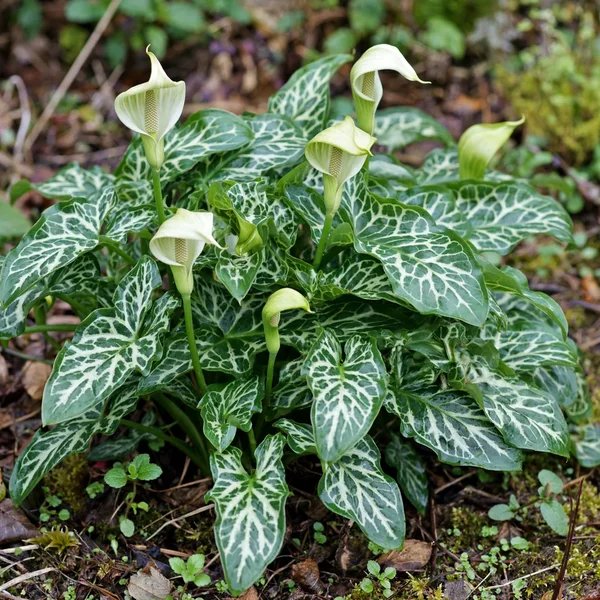 Arum italicum 'White Winter'
