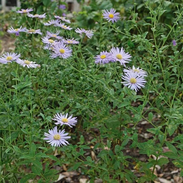 Aster x hybrida 'Monch'