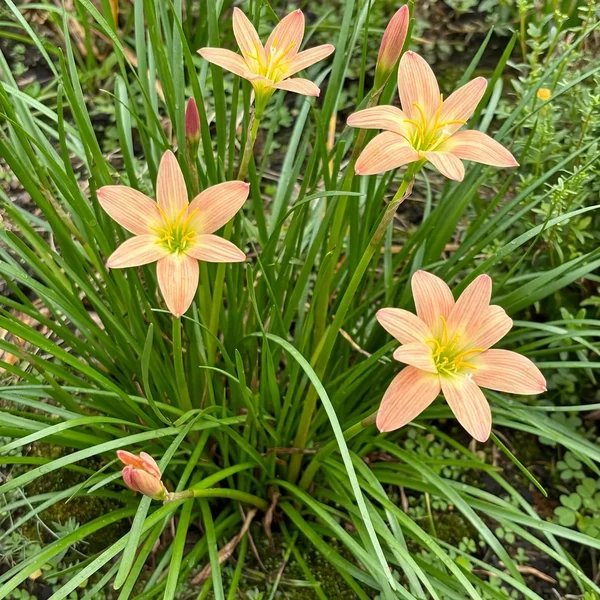 Zephyranthes x hybrida 'Apricot Queen'