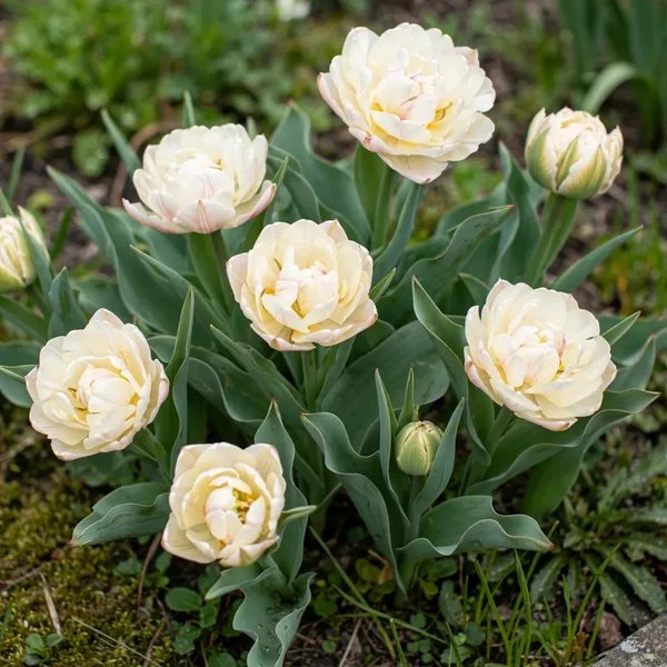Tulipa x hybrida 'Montreux'