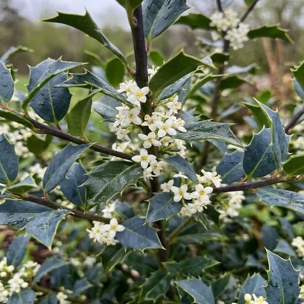 Ilex x meserveae 'Blue Prince Princess'