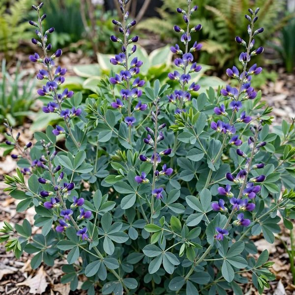 Baptisia x variicolor