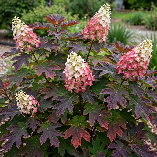 Hydrangea arborescens 'Ruby Slippers'
