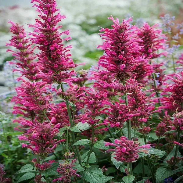 Agastache x hybrida 'Morello'