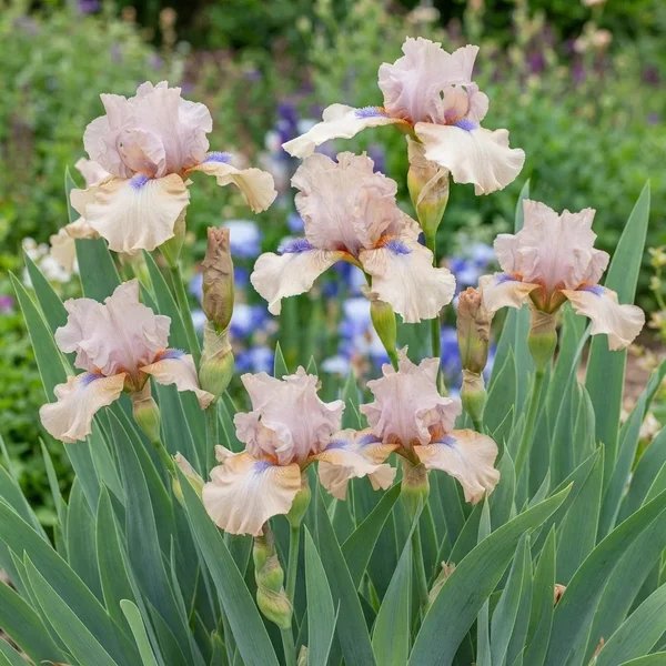 Iris x germanica 'Concertina KickStart Reblooming'