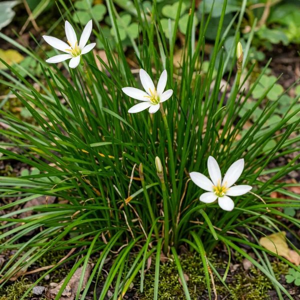 Zephyranthes candida 'Itsy Bitsy'