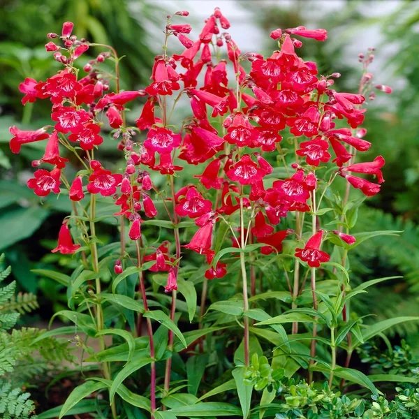 Penstemon digitalis 'Arabesque Red'