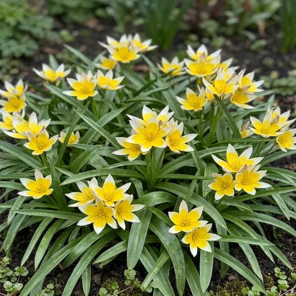 Tulipa tarda 'Fur Elise'
