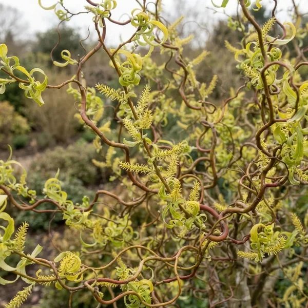 Salix babylonica 'Tortuosa'