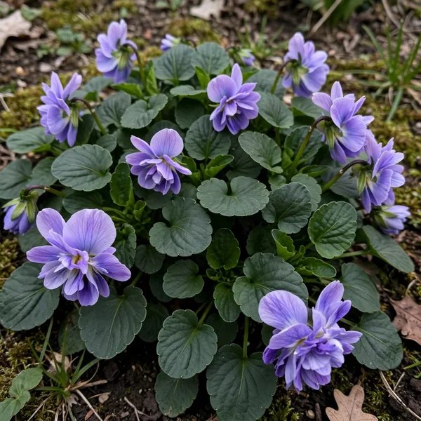 Viola odorata 'Duchesse De Parme'