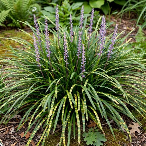 Liriope longipedicellata 'Porcupine'