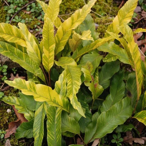 Pyrrosia lingua 'Ogon Nishiki'