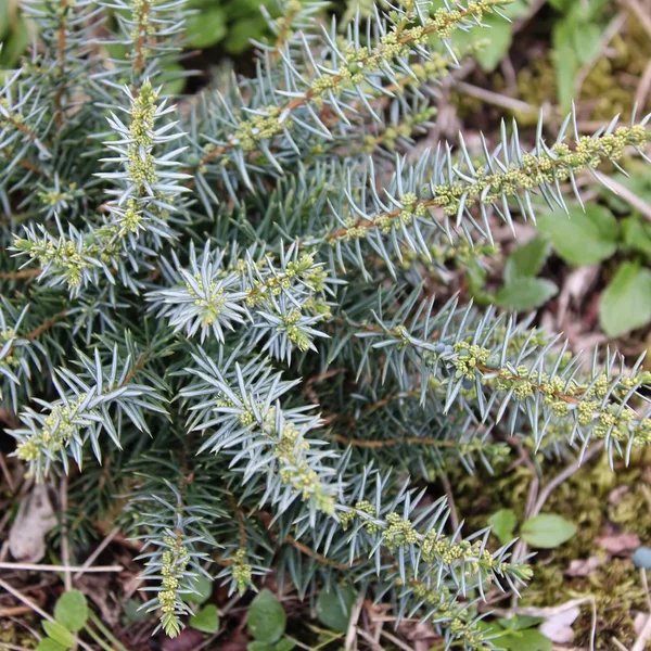 Juniperus communis 'Berkshire'