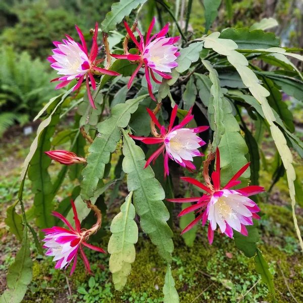 Epiphyllum x hybrida 'Clown'