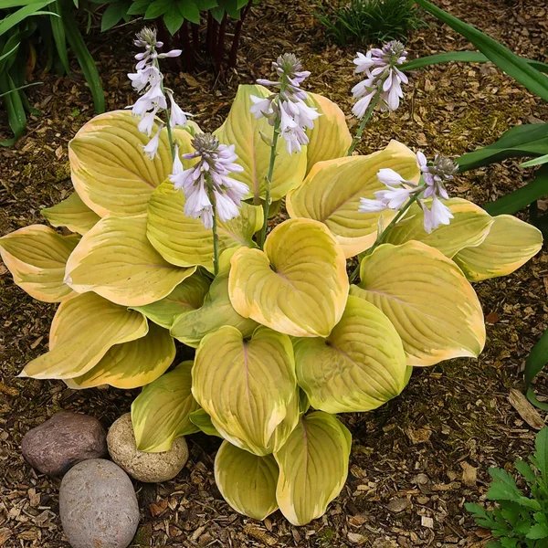 Hosta x hybrida 'Peach Brandy'