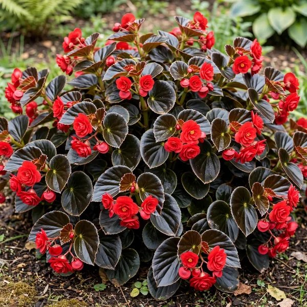 Begonia semperflorens 'Double Up Red'