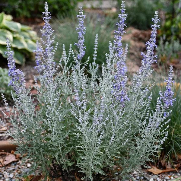 Perovskia atriplicifolia 'Blue Jean Baby'