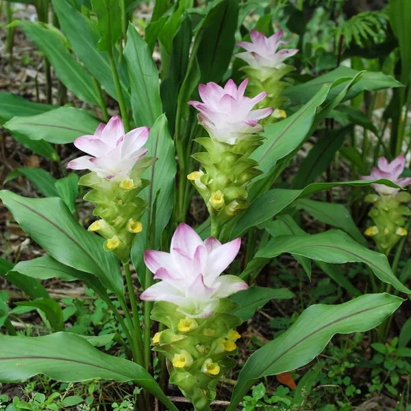Curcuma ornata