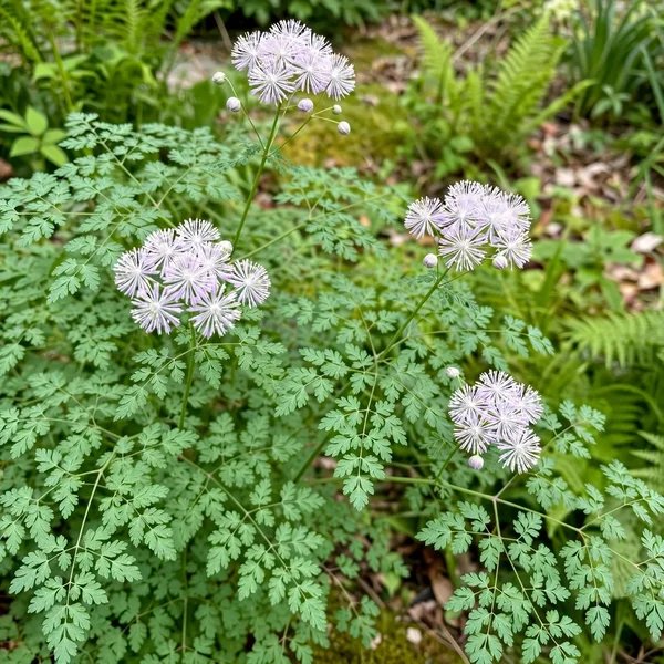 Thalictrum foliolosum