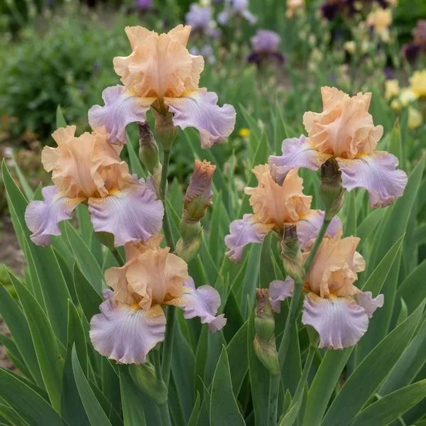 Iris x germanica 'Poem Of Ecstasy'