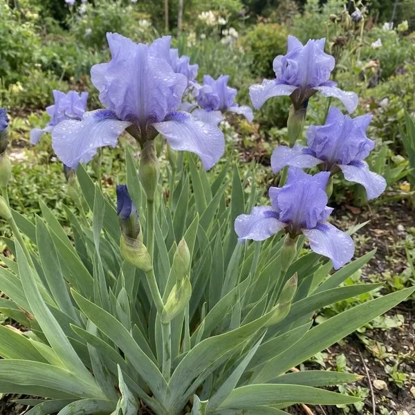 Iris x germanica 'Forever Blue Dwarf Reblooming'