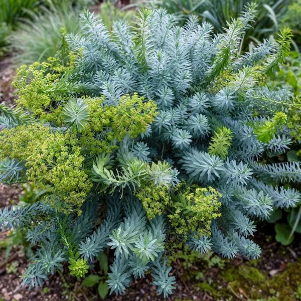 Euphorbia x hybrida 'Blue Haze'