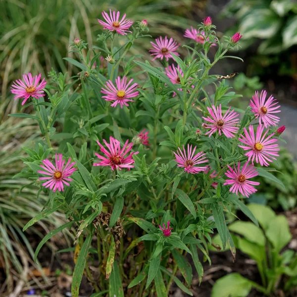 Aster novae-angliae 'Andenken an Alma Potschke'