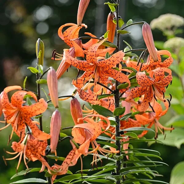 Lilium lancifolium 'Splendens'