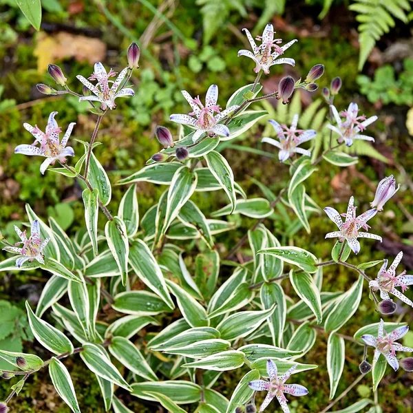 Tricyrtis ohsumiensis 'Nakatsugawa'
