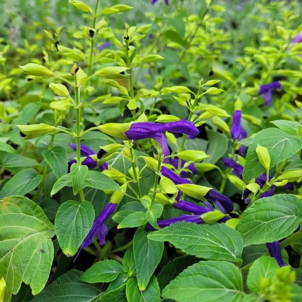 Salvia mexicana 'Limelight'