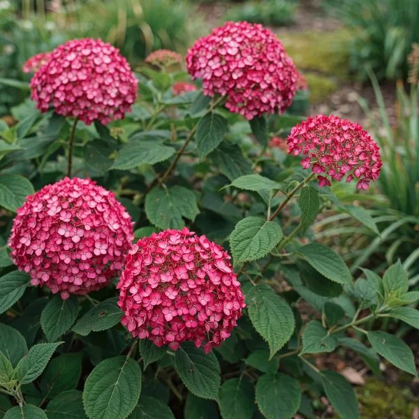Hydrangea arborescens 'Invincibelle Ruby'